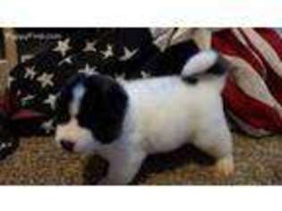 Akita Puppy for sale in Georgetown, KY, USA