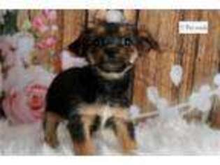 Chorkie Puppy for sale in Fort Wayne, IN, USA