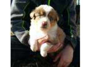 Australian Shepherd Puppy for sale in Donnellson, IA, USA