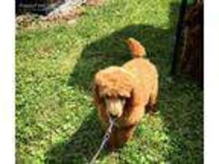 Mutt Puppy for sale in Rockport, IL, USA