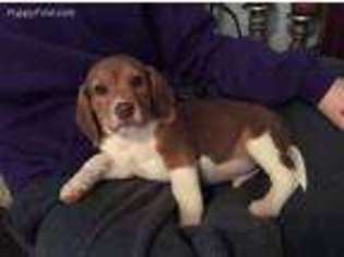 Beagle Puppy for sale in Ava, MO, USA