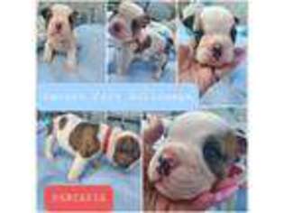 Bulldog Puppy for sale in Middletown, PA, USA