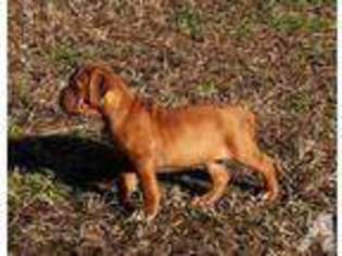 Mutt Puppy for sale in CHAPEL HILL, NC, USA
