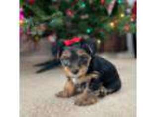 Yorkshire Terrier Puppy for sale in Antioch, CA, USA