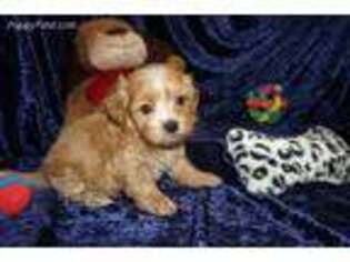 Poovanese Puppy for sale in Jacksonville, FL, USA