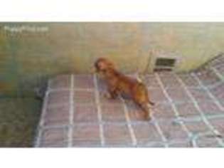 Rhodesian Ridgeback Puppy for sale in Laramie, WY, USA