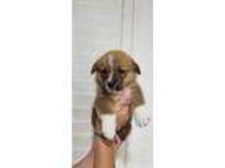 Pembroke Welsh Corgi Puppy for sale in Ethridge, TN, USA