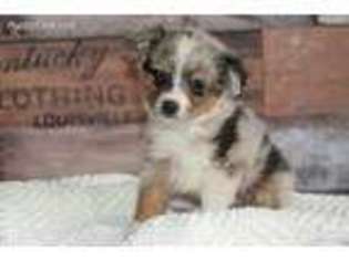 Miniature Australian Shepherd Puppy for sale in Grantsville, UT, USA