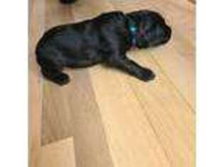 Black Russian Terrier Puppy for sale in Lapeer, MI, USA