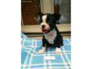 Boston Terrier Puppy for sale in Monticello, KY, USA