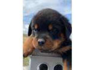 Rottweiler Puppy for sale in Burley, ID, USA
