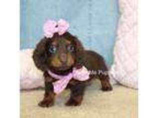 Dachshund Puppy for sale in West Plains, MO, USA