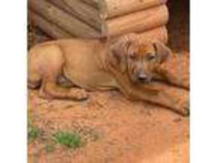 Rhodesian Ridgeback Puppy for sale in Wellston, OK, USA