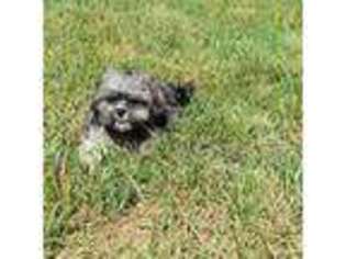 Mutt Puppy for sale in Cedar Rapids, IA, USA