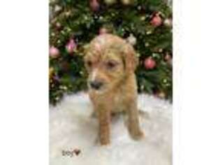Goldendoodle Puppy for sale in Redmond, WA, USA