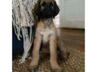Afghan Hound Puppy for sale in Columbia, SC, USA
