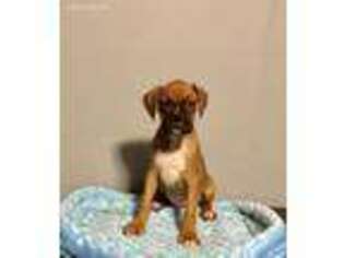 Boxer Puppy for sale in Richmond, VA, USA