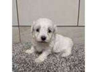 Maltese Puppy for sale in Montgomery, IN, USA