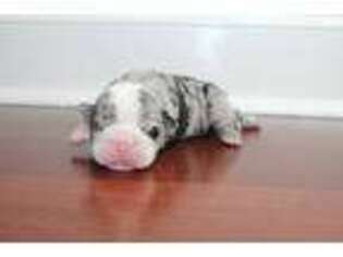 Bulldog Puppy for sale in Chalmette, LA, USA