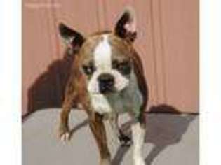 Boston Terrier Puppy for sale in Franklin, NE, USA