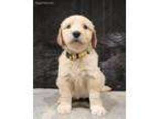 Goldendoodle Puppy for sale in Pendleton, SC, USA