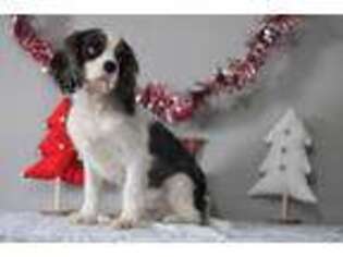 Cavalier King Charles Spaniel Puppy for sale in Greens Fork, IN, USA