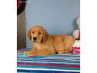 Golden Retriever Puppy for sale in Pfafftown, NC, USA
