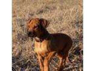 Rhodesian Ridgeback Puppy for sale in Westminster, SC, USA