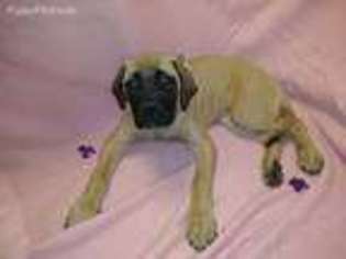 Medium Photo #1 Mastiff Puppy For Sale in Independence, MO, USA