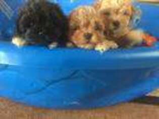 Shih-Poo Puppy for sale in Chatham, IL, USA
