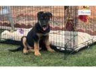 German Shepherd Dog Puppy for sale in Charlottesville, VA, USA