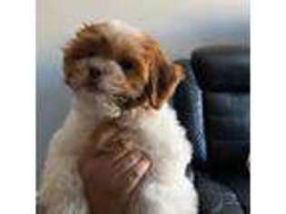 Mutt Puppy for sale in Taylor Mill, KY, USA