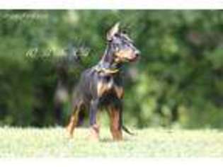Doberman Pinscher Puppy for sale in Saratoga Springs, NY, USA