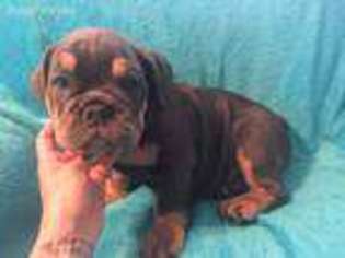 Bulldog Puppy for sale in Williams, IN, USA