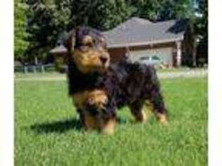 Airedale Terrier Puppy for sale in Greenbrier, AR, USA