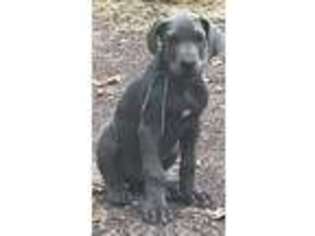 Great Dane Puppy for sale in Bruno, MN, USA