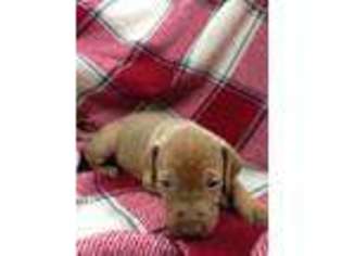 Vizsla Puppy for sale in Willis, MI, USA