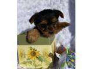 Yorkshire Terrier Puppy for sale in Paxton, IL, USA