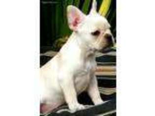 French Bulldog Puppy for sale in Castroville, CA, USA