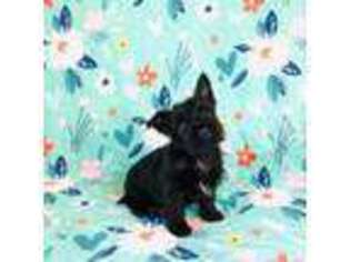 Cairn Terrier Puppy for sale in Peru, IL, USA
