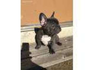 French Bulldog Puppy for sale in Mountlake Terrace, WA, USA
