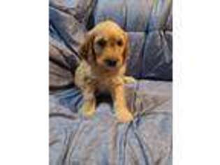 Goldendoodle Puppy for sale in North Ridgeville, OH, USA