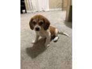 Beagle Puppy for sale in Springfield, MA, USA