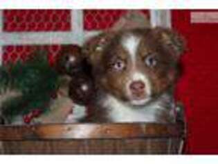 Australian Shepherd Puppy for sale in Fort Worth, TX, USA