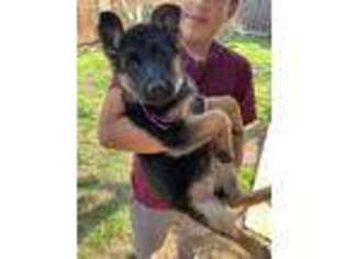German Shepherd Dog Puppy for sale in Atwater, CA, USA