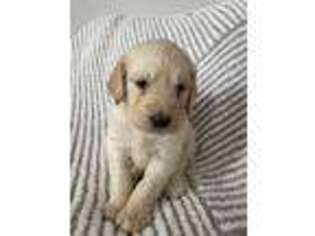 Goldendoodle Puppy for sale in Hysham, MT, USA
