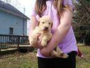 Labradoodle Puppy for sale in Holly, MI, USA