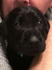 Labrador Retriever Puppy for sale in Butler, WI, USA