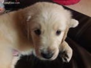 Golden Retriever Puppy for sale in Killeen, TX, USA