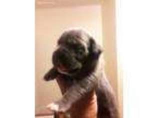 Cane Corso Puppy for sale in Harrisburg, PA, USA
